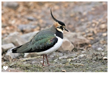 Lapwing