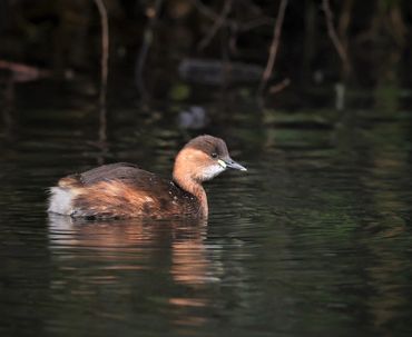 Little Grebe