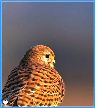 Kestrel