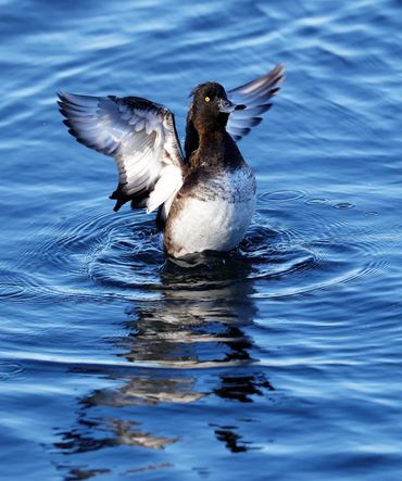 Tufted Duck