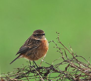Stonechat (female)