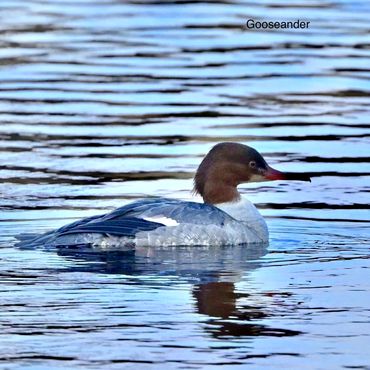 Goosander