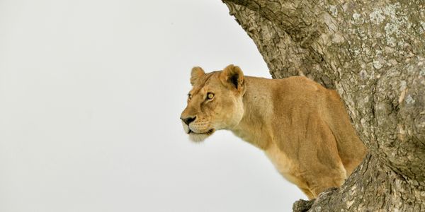 Tree climbing lions of the Serengeti - Tanzania