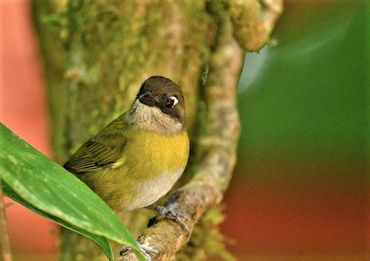 Yellow-breasted Chat
New World Warblers