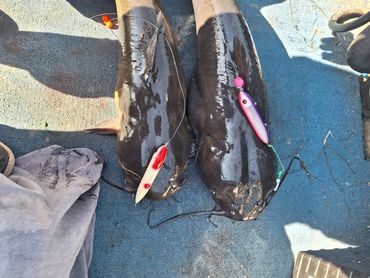 Large catfish with Snag'um and Bag'um leaders