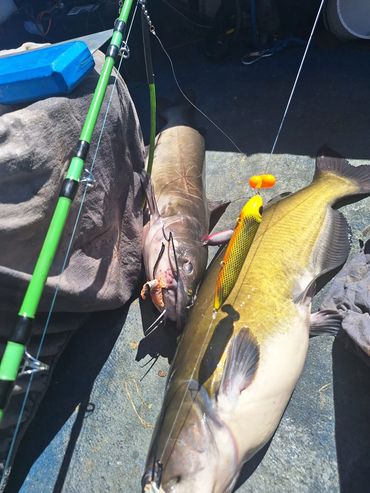 Snag'um & Bag'um for the win