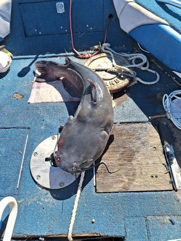 Clear Lake Catfish