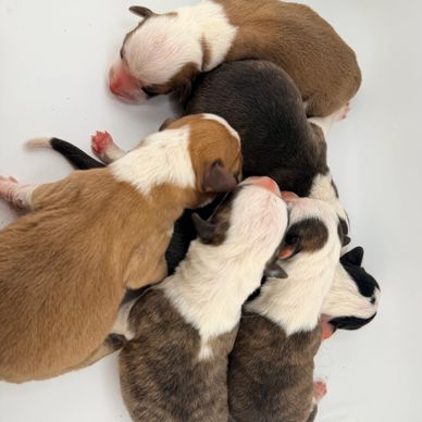 A litter of newborn puppies snuggling together on a white surface.