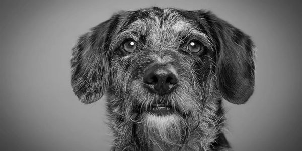 Dougal the Bordoodle