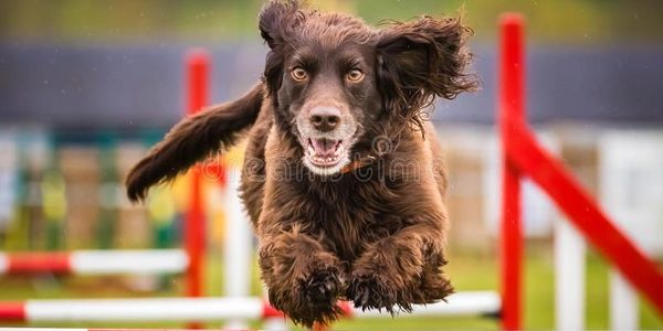 dog jumping over agility jump