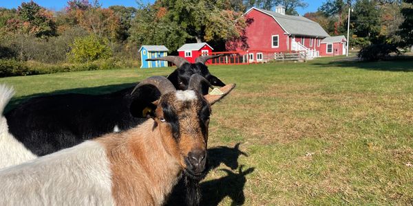 Monty and Pixie, my fainting goats, in front of the barn