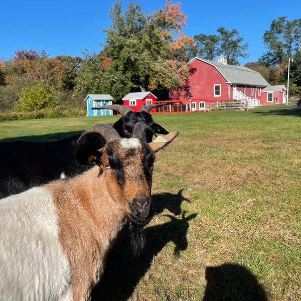 Monty and Pixie (fainting goats) in front of the barn.
