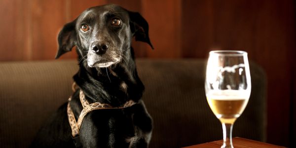 dog with a beer at a table