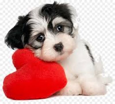 puppy with stuffed heart