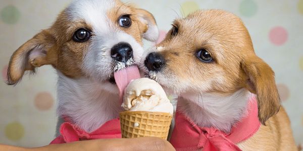Two puppies eating ice cream from a cone
