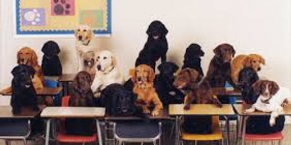 group of dogs sitting in a classroom at desks