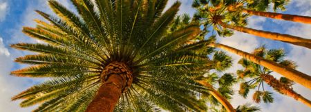 Arbor Tree Service gallery 9