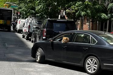 Dog Parking Car