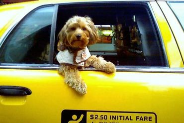 Dog in Older Taxi 