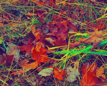 Dried fallen maple leaves in grassy ground cover