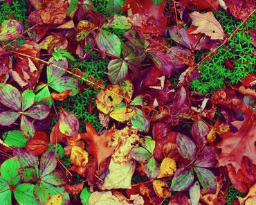 Purple and green leaves, moss, and dried ferns
