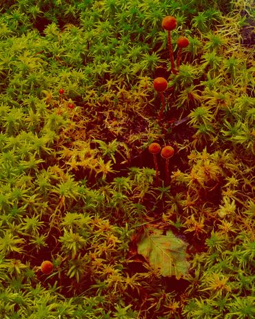 Several tiny mushrooms pushing through moss covered ground