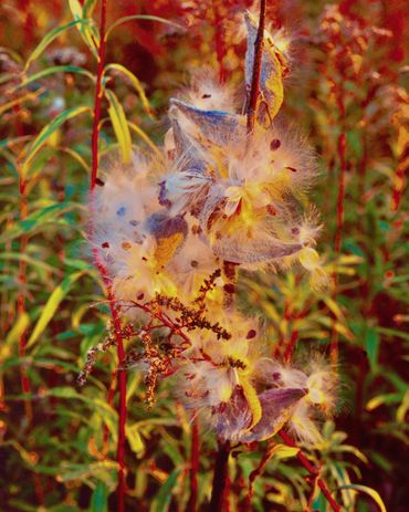 Milkweed seeds exploding from pods at sunset