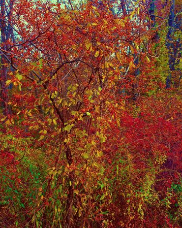 Brilliantly colored red berries at sunset