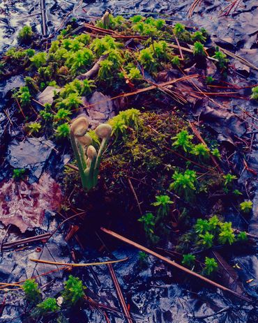 Purple and green leaves, moss, and dried ferns