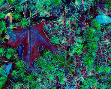 A frozen maple leaf and moss in early winter