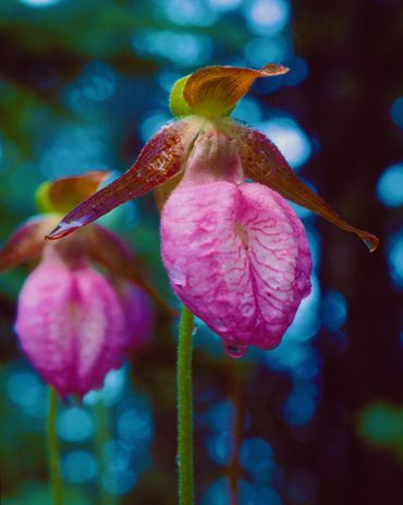 Trio of lady slippers in the bright sunlight