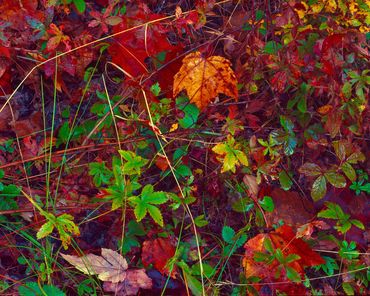 Brightly colored leaves and grass after morning rain