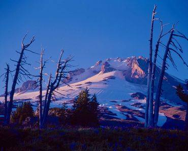 Snow covered Mount Hood above tree line at sunset