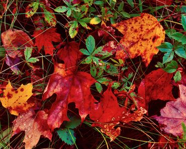 Fallen red and orange maple leaves interspersed with strawberry