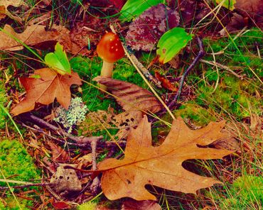 Small mushroom amongst moss and dried leaves