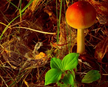 Sunlit mushroom among skeletal leaves