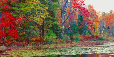 Colorful fall foliage on the banks of Runaround Pond