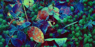 Frozen leaves and moss ground cover at the first frost
