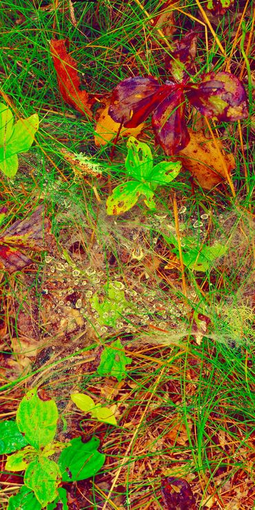 Leaves and spider webs sprinkled with morning rain