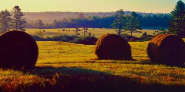 Early morning sunlight beautifully lighting two fields at harvest time