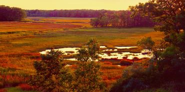 Lovely scene with warm sunset light illuminating a vast marsh