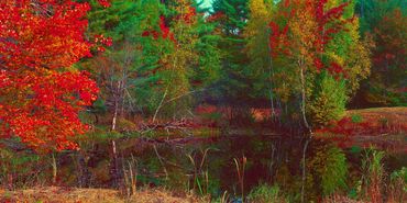 A dead tree in the midst of striking fall foliage surrounding a small pond