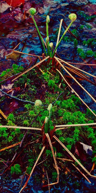 New ferns emerging from the ground