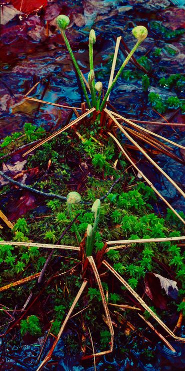 New ferns emerging from the ground