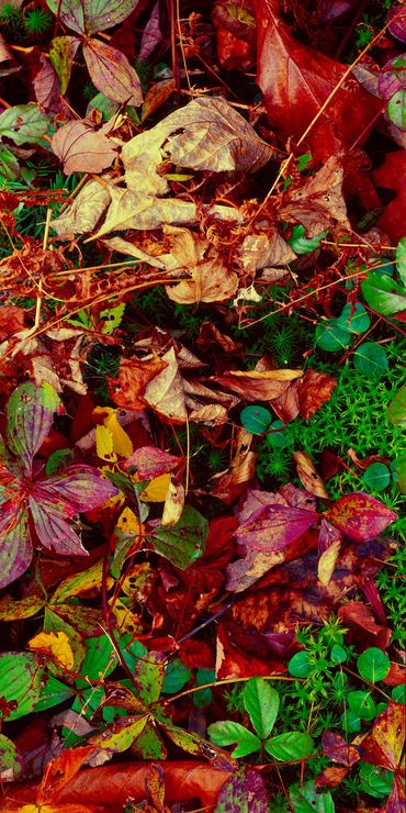 Dried leaves and ferns among the moss and ground cover