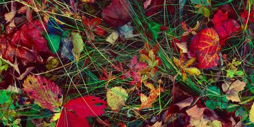 Grassy ground covered with a variety of colored leaves