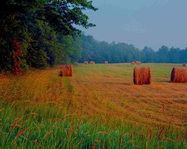 Early morning light permeates the fog on a newly mowed field