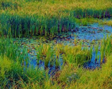 Intensely green reeds and lily pads in sunset light at the marsh