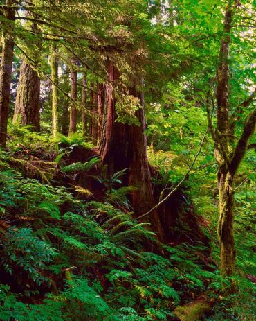 Lush green vegetation at the base of sequoias on the lower slopes of Mount Hood