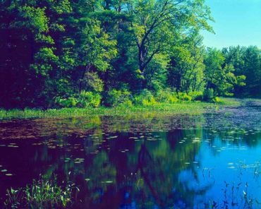 Bright green foliage in the early Spring on Runaround Pond